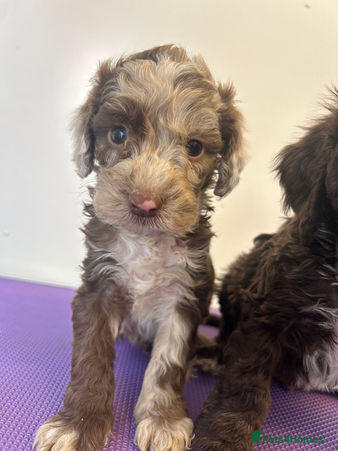 Cockapoo dogs for sale: Cockapoos ready now  - Image 6
