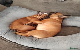 French Bulldog dogs for sale: 🌟 Beautiful French Bulldog Puppies  - Advert 27