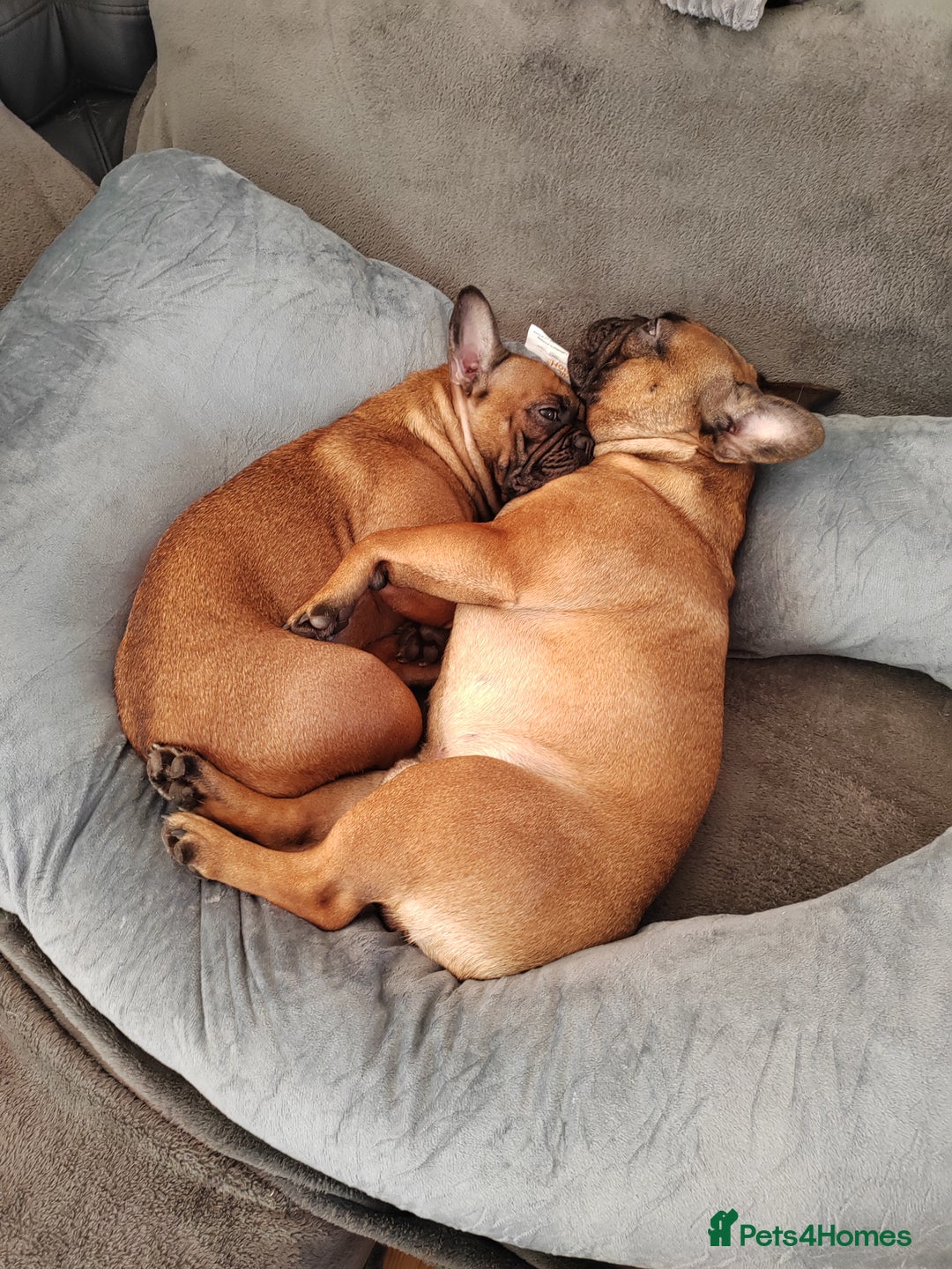 French Bulldog dogs for sale: 🌟 Beautiful French Bulldog Puppies  - Advert 27