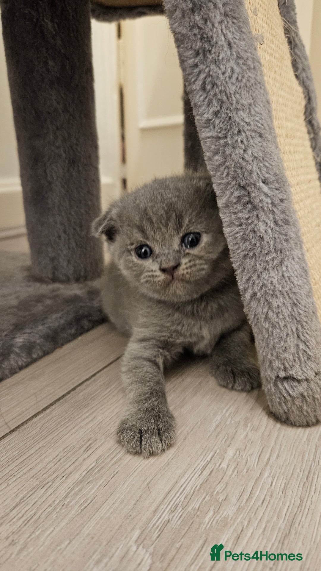 Scottish Fold cats for sale: 🐱British Shorthair x Scottish Fold Kittens🐱 - Advert 13