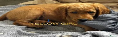 Yellow collar girl 