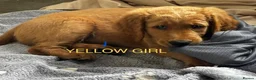Double Doodle dogs for sale: READY FOR THEIR FOREVER HOMES double/goldendoodles - Advert 12