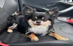 Mixed Breed dogs for sale: Gorgeous Jack x chihauhua pups ❤️ - Image 12
