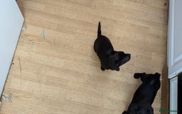Mixed Breed dogs for sale: Last 3 mixed breed puppies available  - Image 8