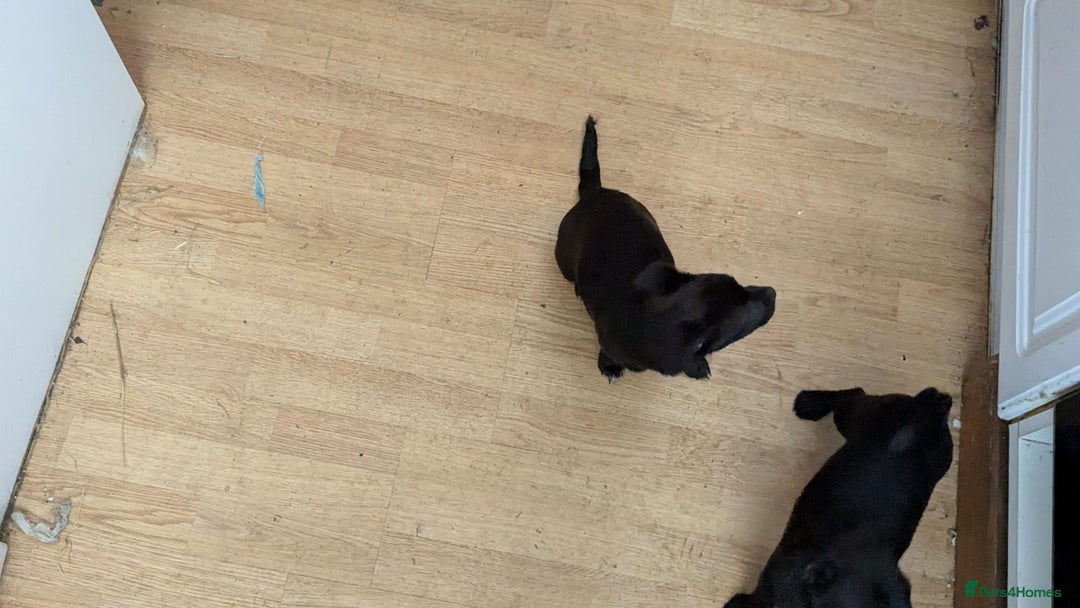 Mixed Breed dogs for sale: Last 3 mixed breed puppies available  - Image 8