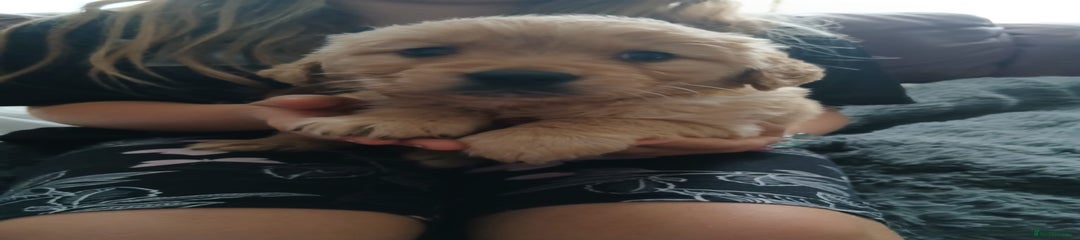 Golden Retriever Puppy Yellow Girl