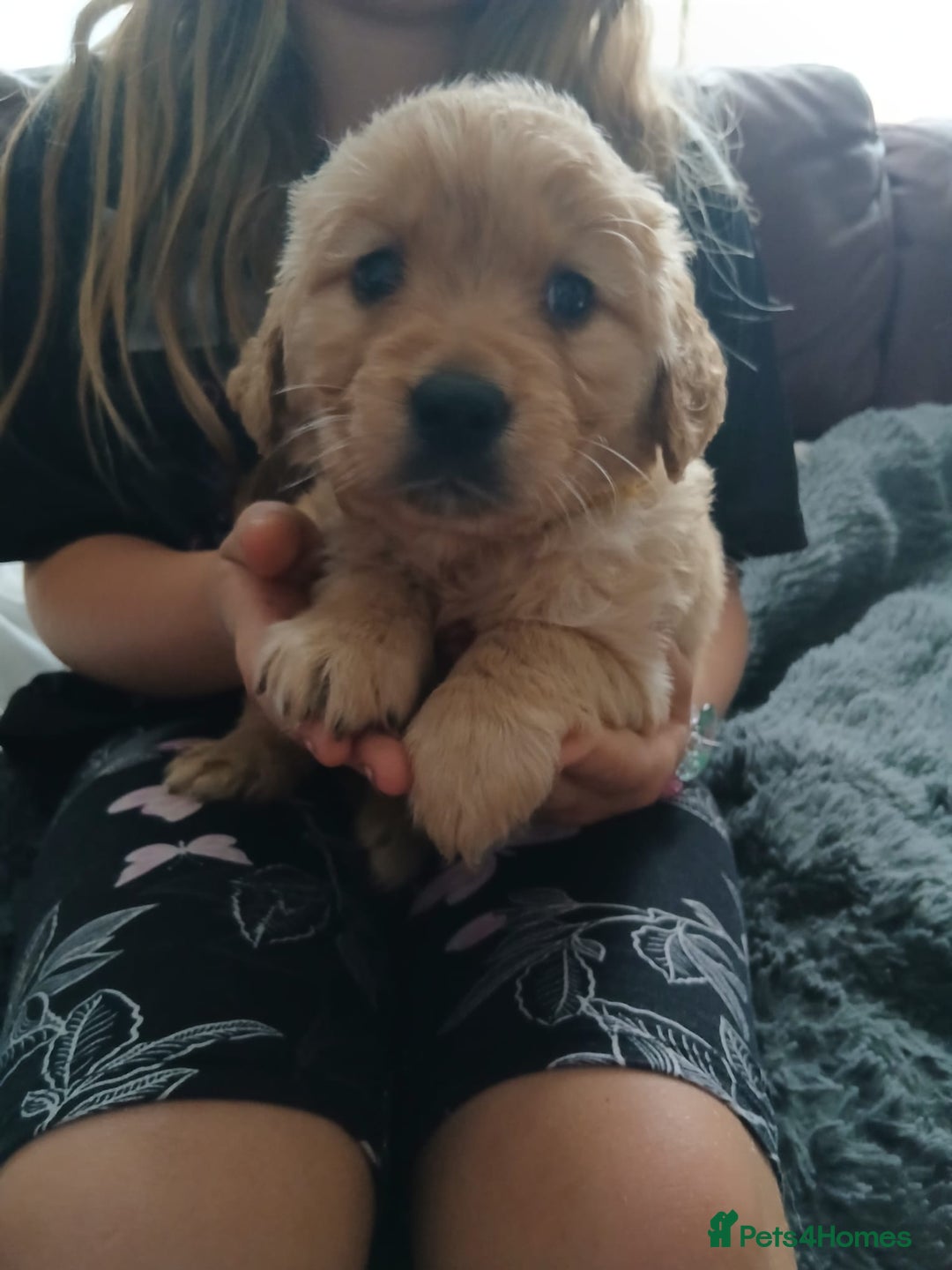 Golden Retriever dogs for sale: 🐾 Golden Retriever Puppies – Ready Soon! 🐾 - Image 29