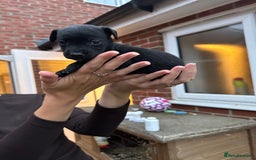 Patterdale Terrier dogs for sale: Patterdale puppies  - Image 13