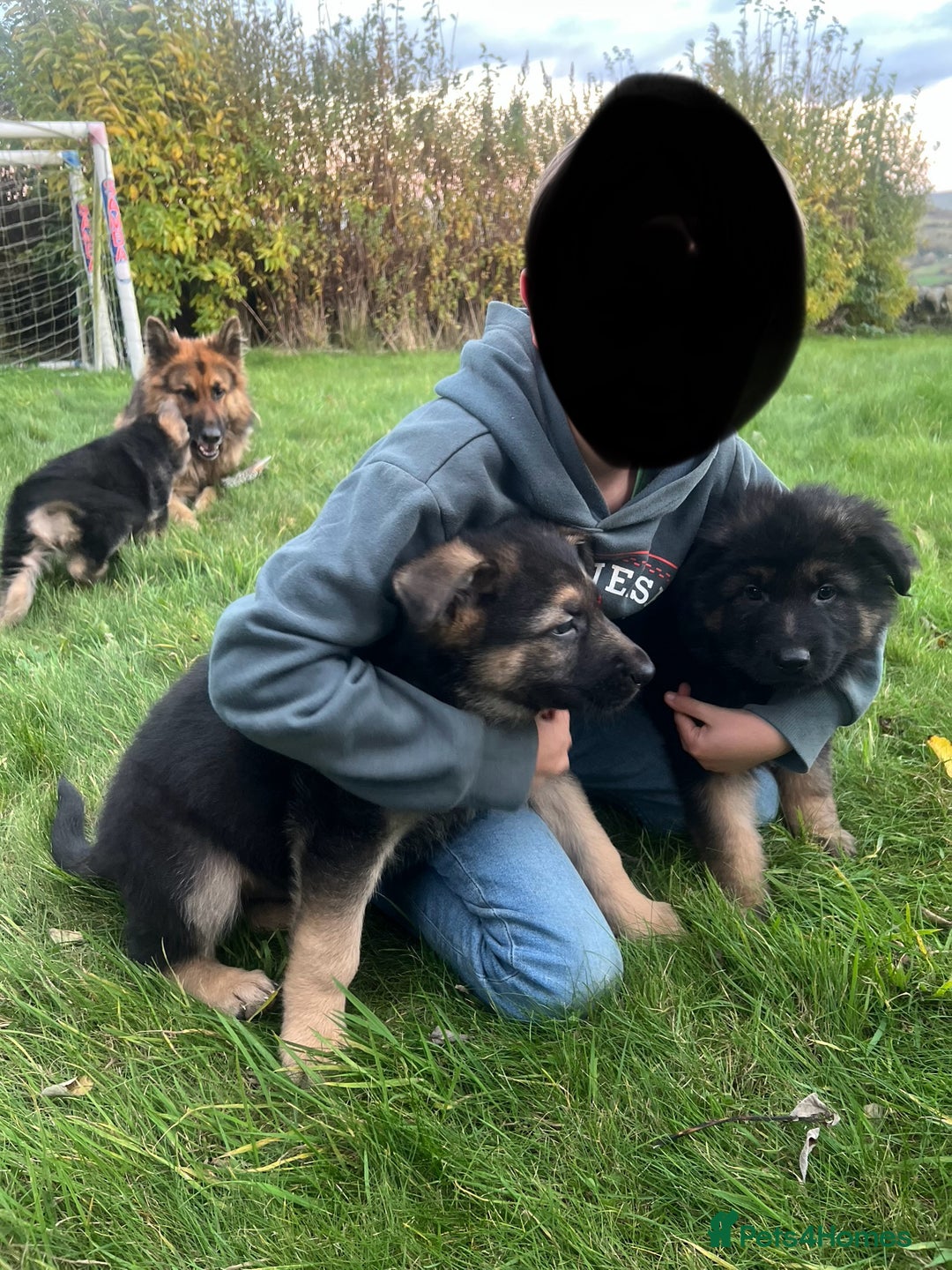 German Shepherd dogs for sale: Beautiful family reared German Shepherd pups - Image 6