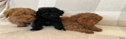 Miniature Poodle dogs for sale: Miniature poodle puppies - Advert 4
