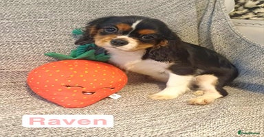 Cavalier King Charles Spaniel dogs - Advert 9
