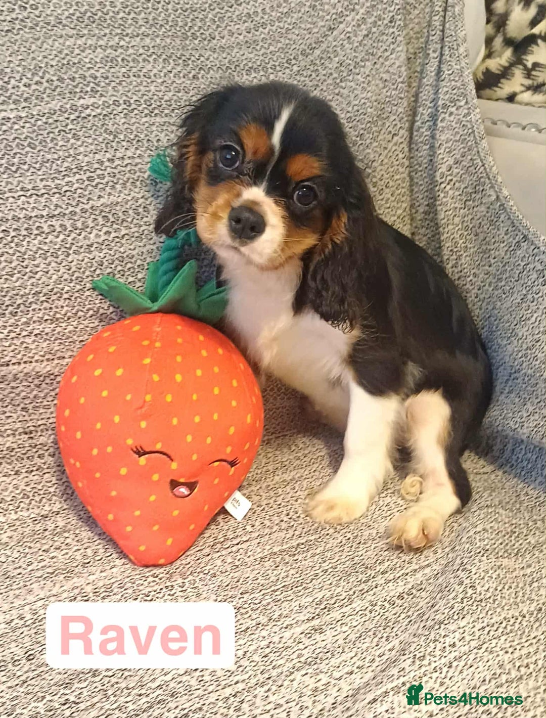 Cavalier King Charles Spaniel dogs for sale: Beautiful quality kc registered cavalier puppies  - Image 1