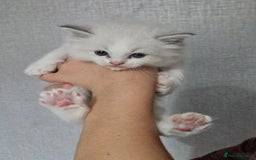 Ragdoll cats for sale: Tica registeeed tabby bicolour ragdolls - Image 33