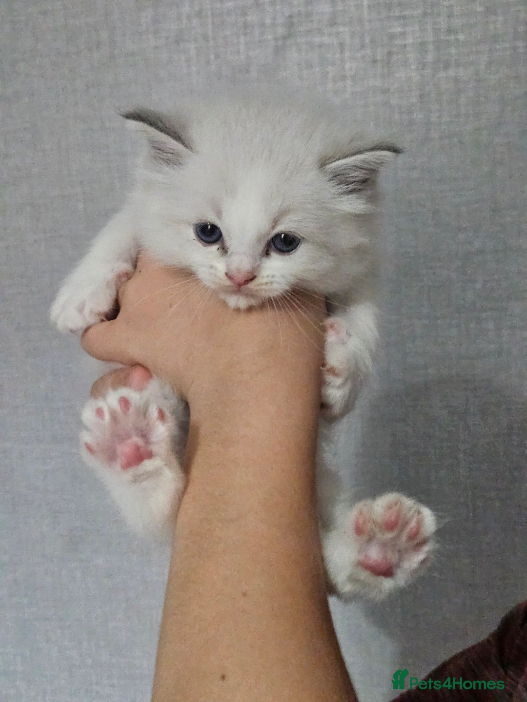 Ragdoll cats for sale: Tica registeeed tabby bicolour ragdolls - Image 33