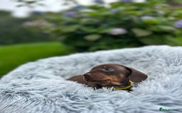 Miniature Dachshund dogs for sale: Kc reg PRA clear miniature dachshund puppies  - Image 3
