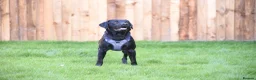 Labrador Retriever dogs for stud: Outstanding Working Line Black Labrador Retriever  - Advert 4