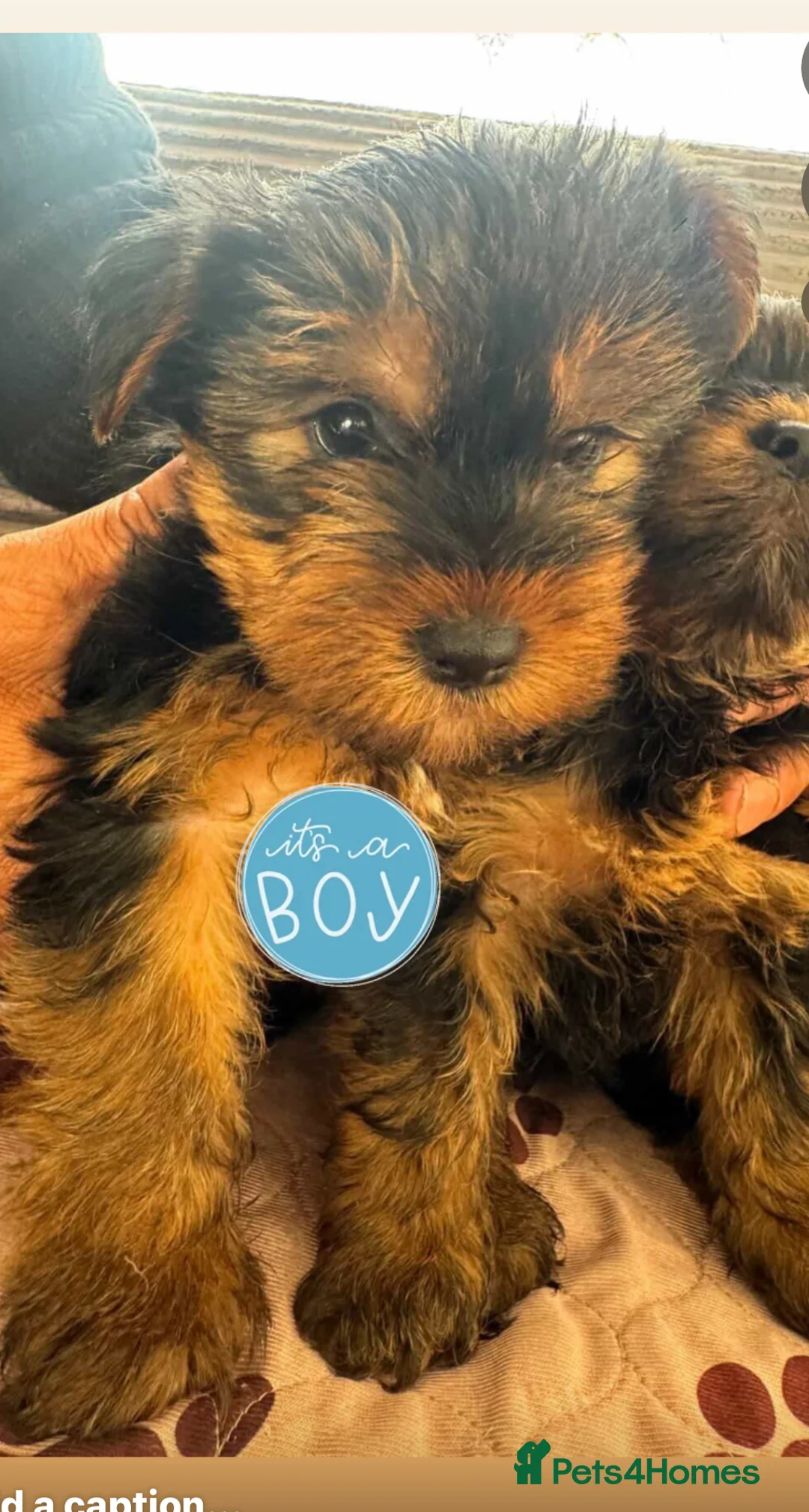 Yorkshire Terrier dogs for sale: Yorkshire terrier  puppies 9 weeks  - Advert 2