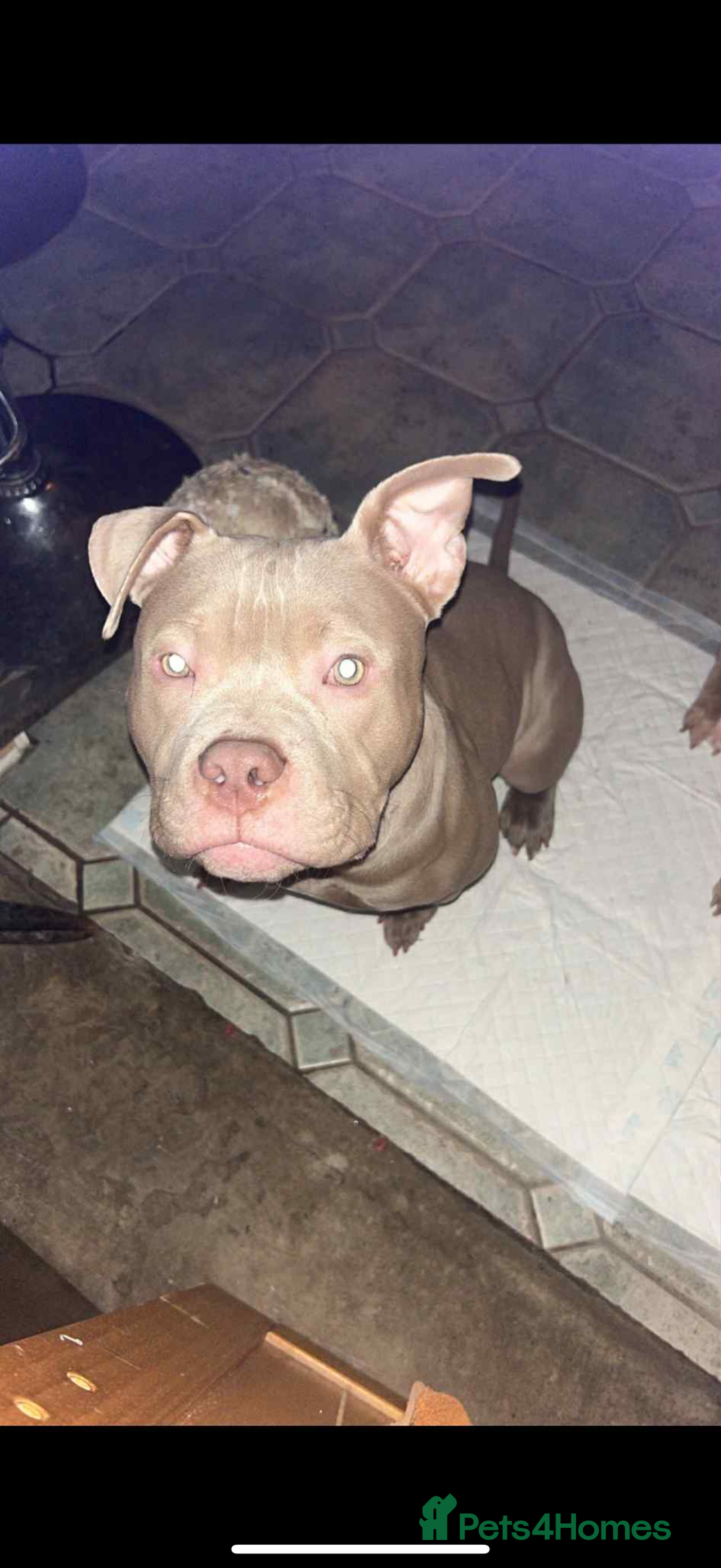 Mixed Breed dogs for sale: Milo  - Advert 2