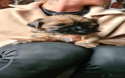 Mixed Breed dogs for sale: Two Shih tzu mix puppies for sale  - Advert 6