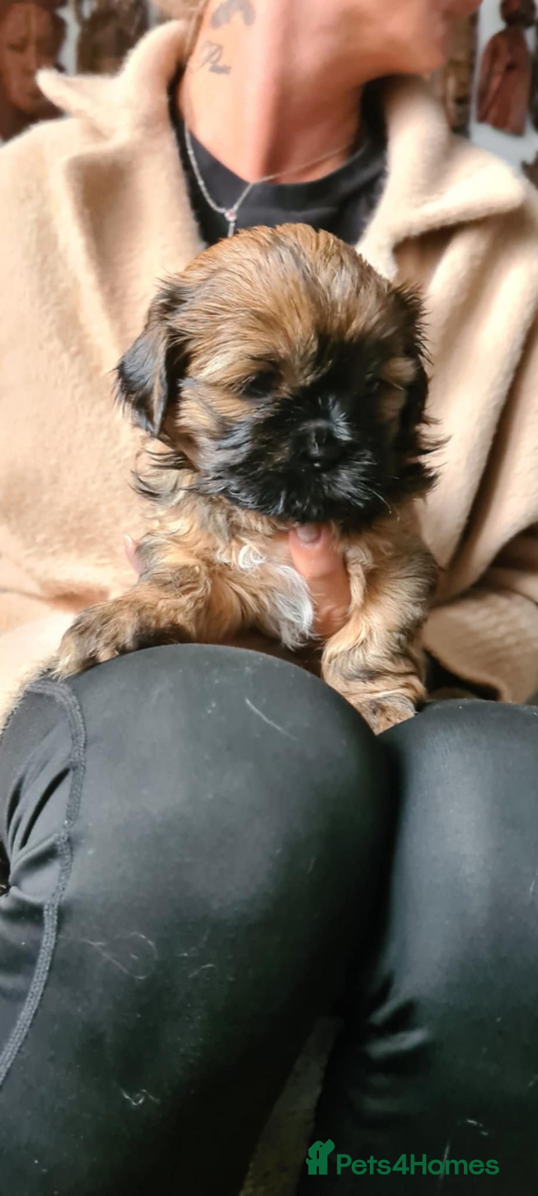 Mixed Breed dogs for sale: Two Shih tzu mix puppies for sale  - Advert 6