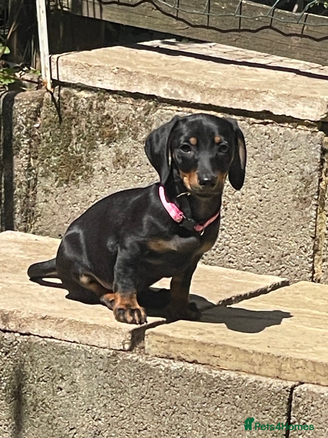 Dachshund dogs for sale: Puppy’s ready for home  in Hailsham - Image 3