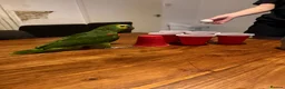 Parrots birds for sale: Blue Fronted Amazon parrot 🦜  - Advert 6