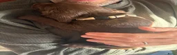 Sprocker dogs for sale: Gorgeous Chocolate Cocker Spaniel Puppies in Shrewsbury - Advert 6