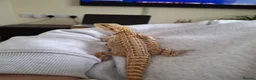 Bearded Dragon reptiles for sale: Barry the breaded dragon - Advert 7