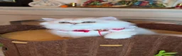 British Longhair cats for sale: British Longhair WCF Champion Kittens ⭐  - Advert 22