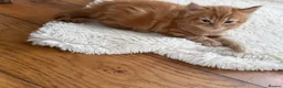 Mixed Breed cats for sale: Beautiful fluffy ginger kittens  - Advert 17
