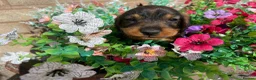 Dachshund dogs for sale: Standard Wire Haired Dachshunds  in Malvern - Advert 11