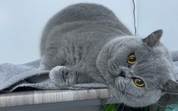British Shorthair cats for stud: 👑🏆 BLUE CHAMPION BRED STUD DERBY TICA  GCCF 🏆👑 in Derby - Image 5