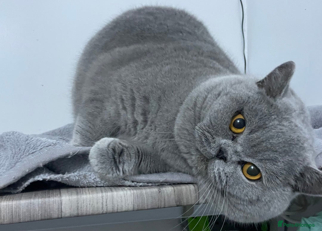 British Shorthair cats for stud: 👑🏆 BLUE CHAMPION BRED STUD DERBY TICA  GCCF 🏆👑 in Derby - Image 5