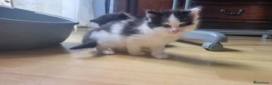 Mixed Breed Kitten 2