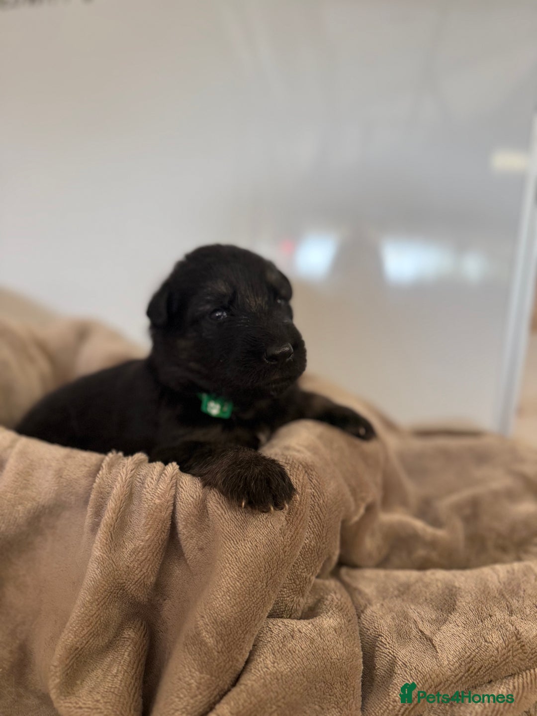 German Shepherd dogs for sale: Beautiful German Shepherd  Puppies For Sale  - Image 11
