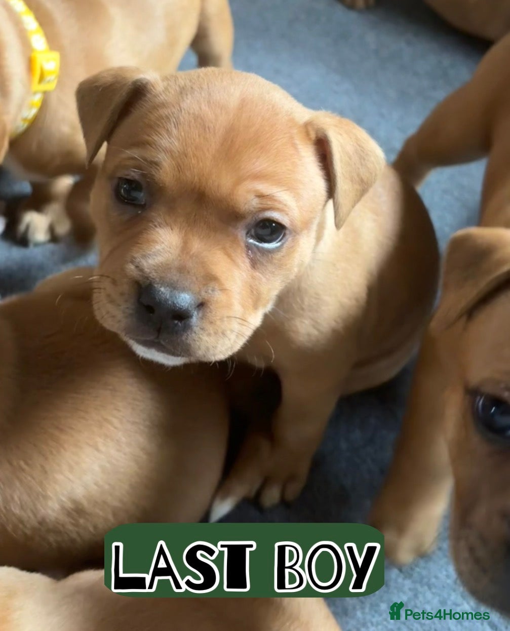 Staffordshire Bull Terrier dogs 1💚🔥🔥STUNNING RED STAFF BULL TERRIER PUPPIES🔥🔥 - Advert 2