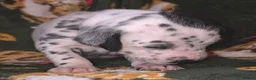 Mixed Breed dogs for sale: Dalmatian x Labrador puppies in Grimsby - Advert 4