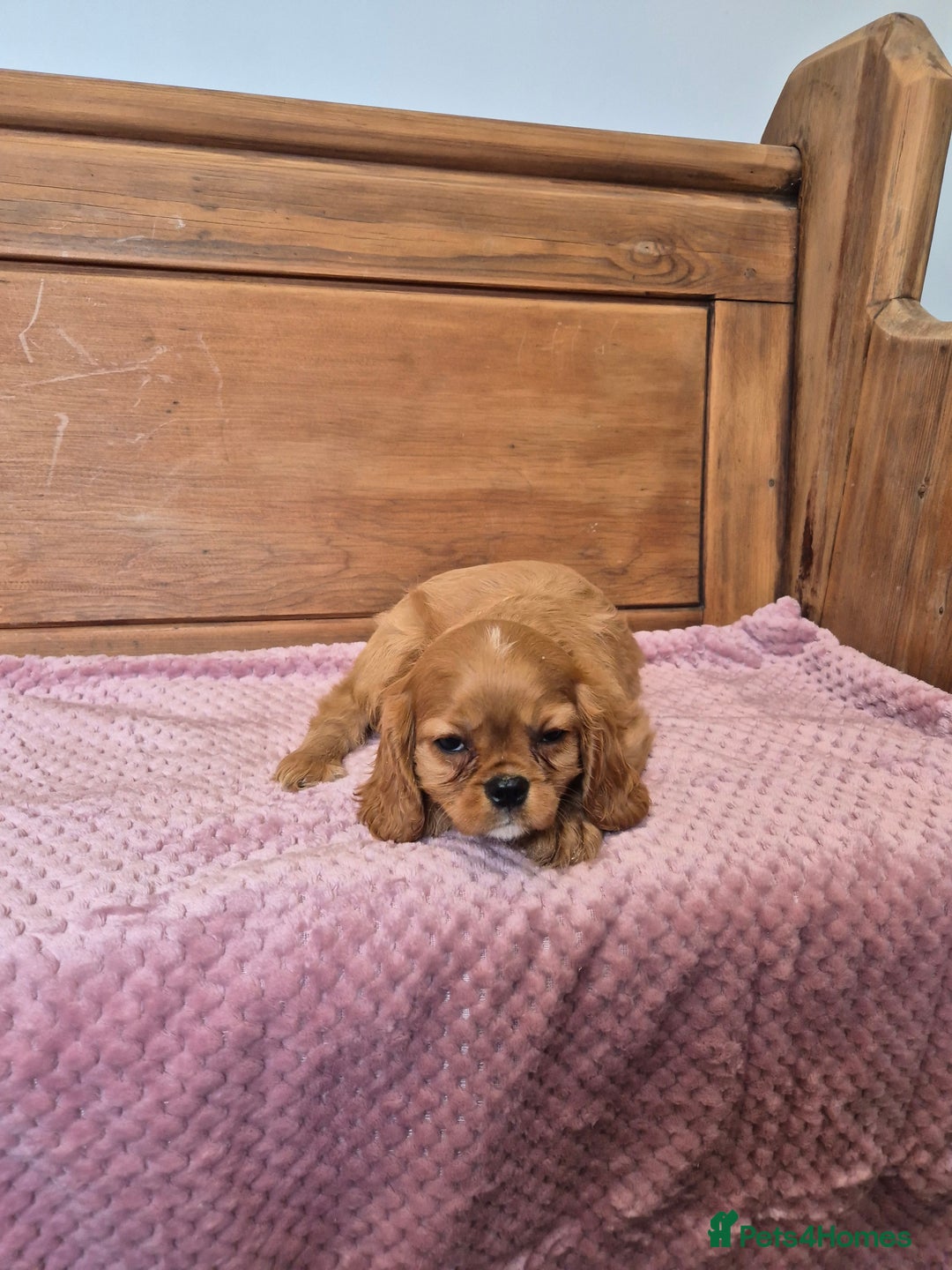 Cavalier King Charles Spaniel dogs for sale: Cavalier King Charles Spaniels - Image 2