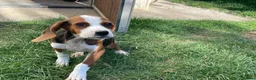 Mixed Breed dogs for adoption: JUNIE FOR ADOPTION CORNWALL/DEVON/SOMERSET BORDER - Advert 10