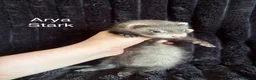 Ferret rodents for sale: ANGELICFERRETS IS BACK - Advert 4