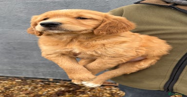 Golden Retriever dogs - Advert 2