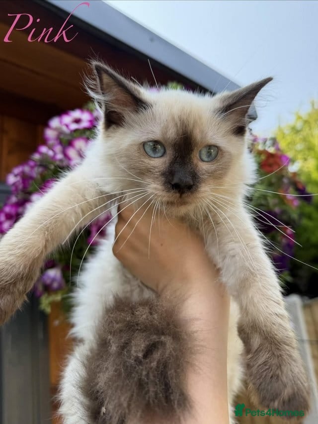 Ragdoll cats Ragdoll Kittens Ready For Forever Homes - Advert 2