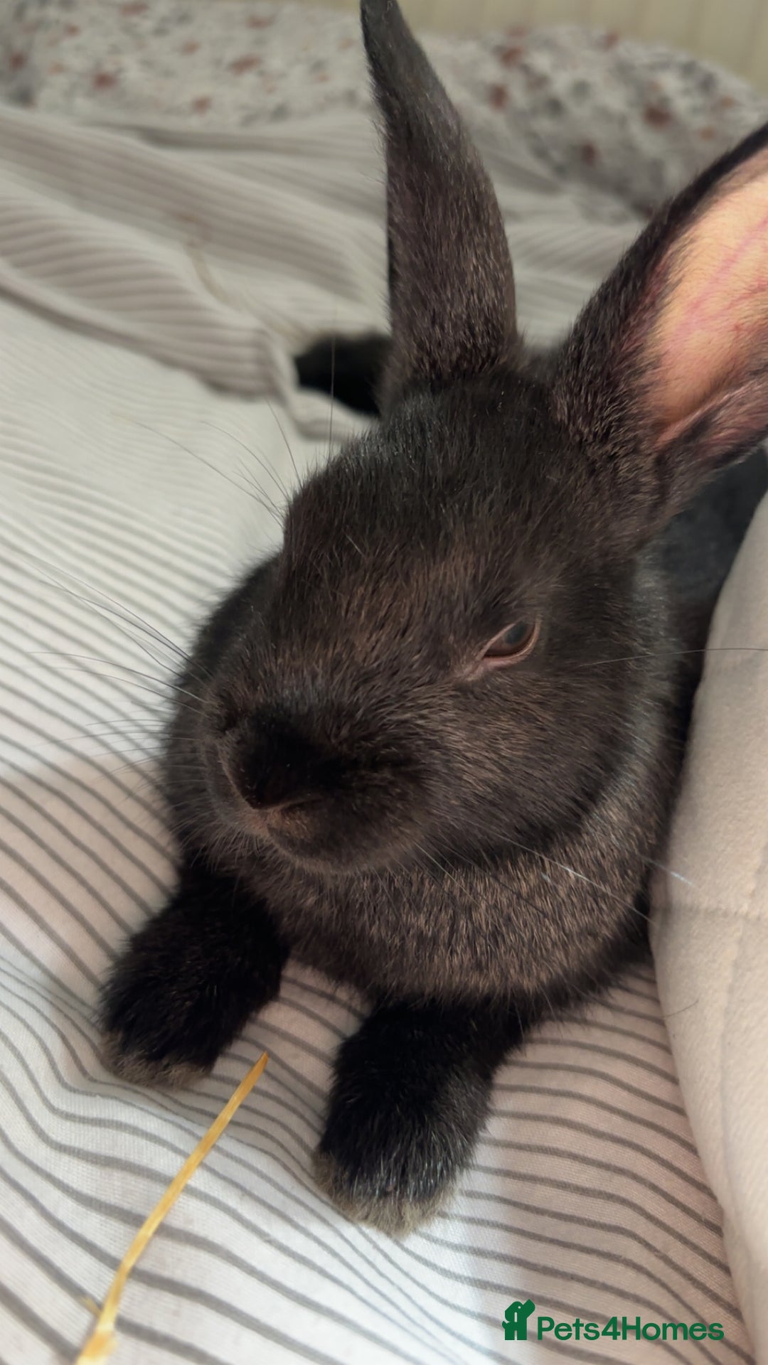 Mini Lop rabbits for sale: Two Mini Lop Bunnies  - Advert 7