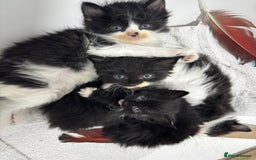 Ragdoll cats for sale: 3 beautiful ragdoll kittens available  - Image 13