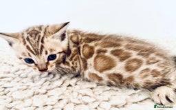 Bengal cats for sale: Seal mink snow & charcoal seal bengal  - Image 11