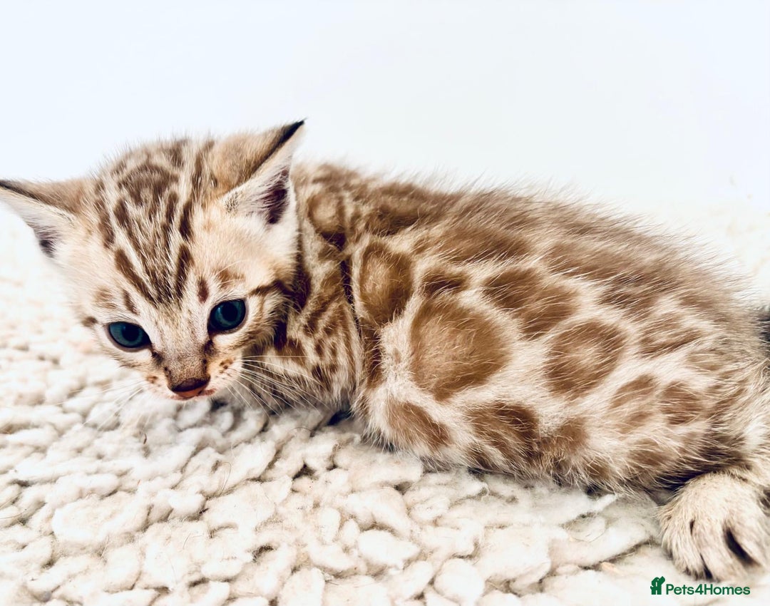 Bengal cats for sale: Seal mink snow & charcoal seal bengal  - Image 11
