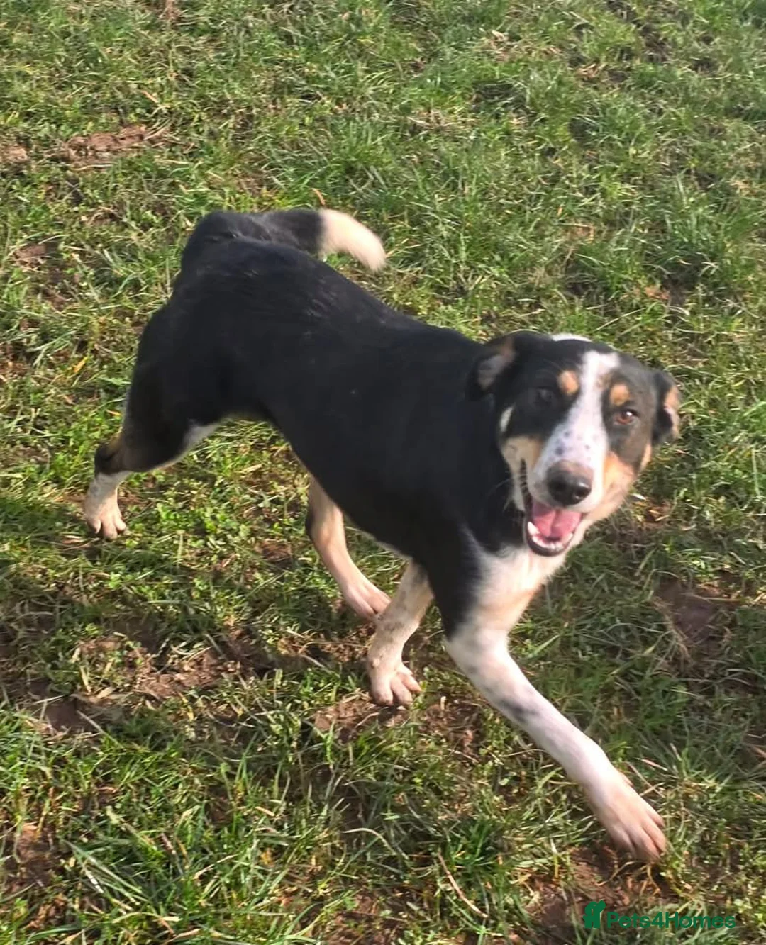 Mixed Breed dogs for adoption: TOMMY - YOUR NEW SIDEKICK IS A SOFTIE 💙 - Advert 11