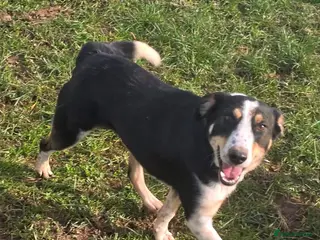 Mixed Breed dogs 🐾 Tommy 💙 Your Dog’s New Best Friend - Advert 1
