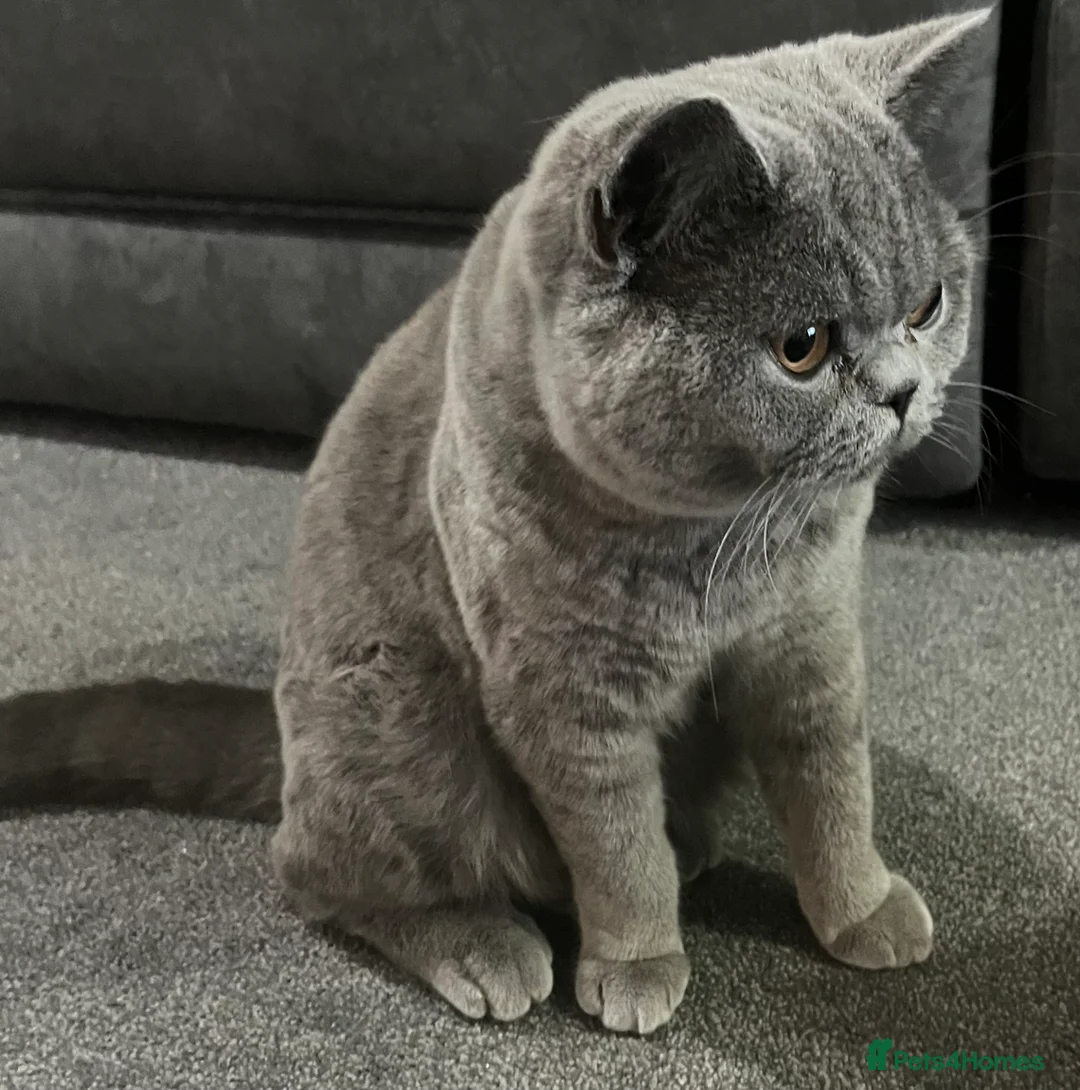 British Shorthair cats for sale: British Shorthair- 10 months old - Advert 1