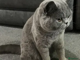 British Shorthair cats British Shorthair- 10 months old - Advert 1